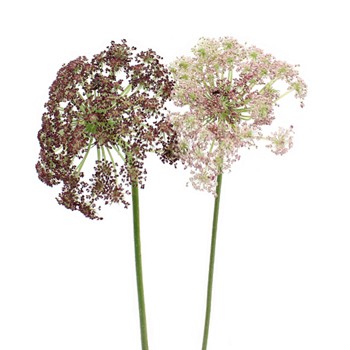 Chocolate Lace Flower