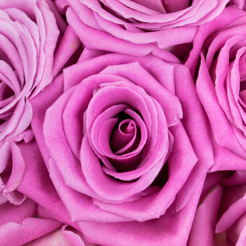 New Aqua Pink Rose Up Close
