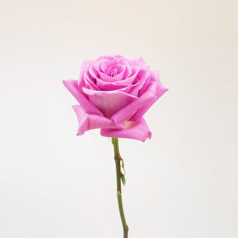 New Aqua Pink Rose Stem