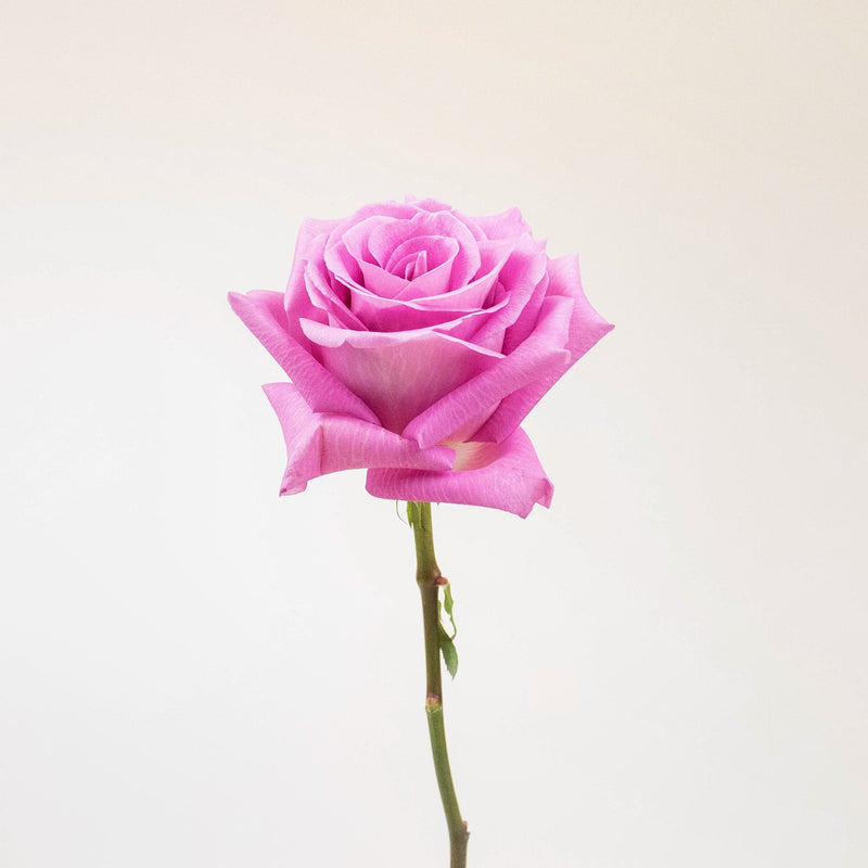 New Aqua Pink Rose Stem