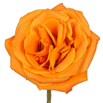 Nexus Orange Wholesale Roses Up Close