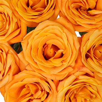 Nexus Orange Roses Up Close