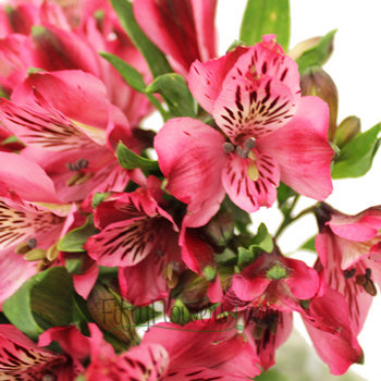 Cupido Pink Alstroemeria Wholesale Flower Up close