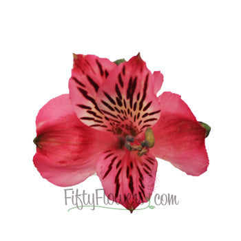 Cupido Pink alstroemeria Wholesale Bloom Close up