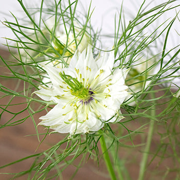 Love in a Mist White Nigella