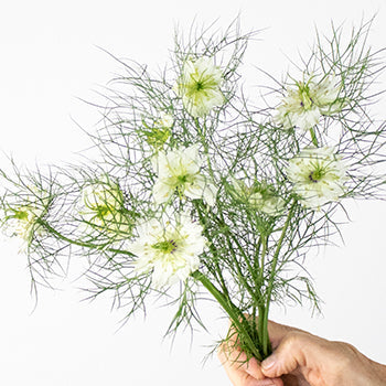 Love in a Mist White Nigella