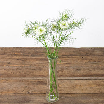 Love in a Mist White Nigella