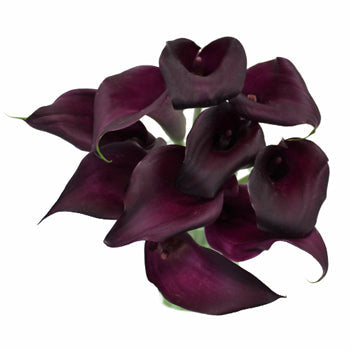 Dark Eggplant Mini Calla Lily Flower