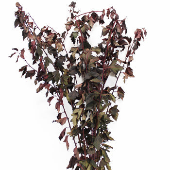 Bulk greenery wholesale fresh cut nine bark branches filler flowers sold near me