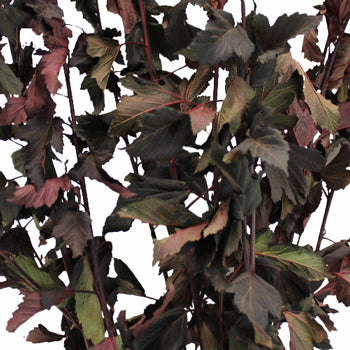 Wedding greenery wholesale fresh cut nine bark branches