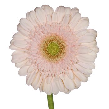 Gerbera Daisy Nobelesse Blush Flower Up close