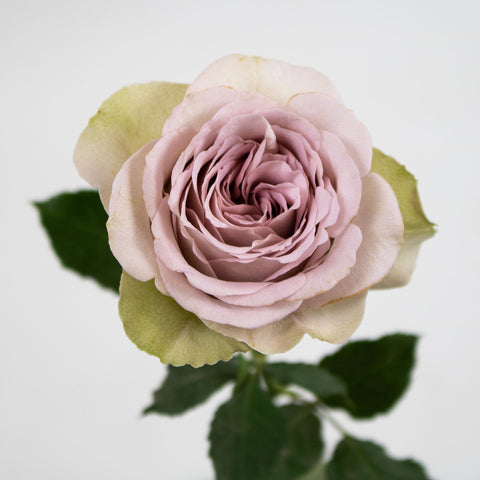 Notredame Antique Roses