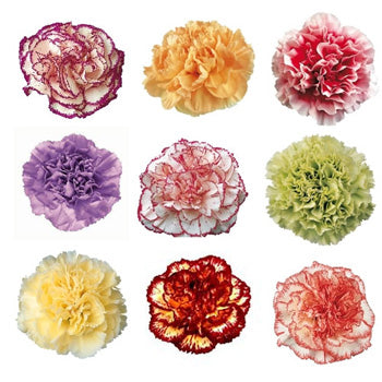 Novelty Farm Mix Wholesale Carnations Up close