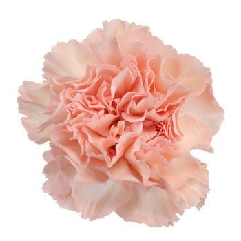 Novia Peach Carnations bloom