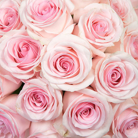 Roses By Color