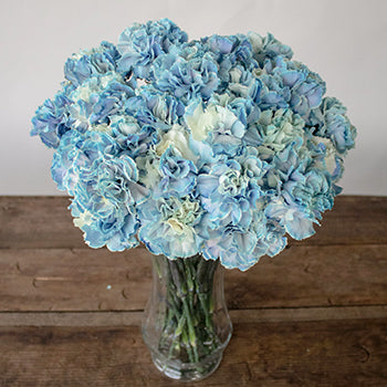 Nymp Blue and White Carnation Flowers in a Vase