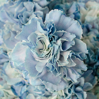 Nymp Blue and White Carnation Flowers Up Close