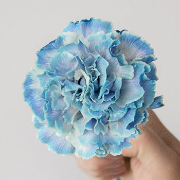 Nymp Blue and White Carnations side stem