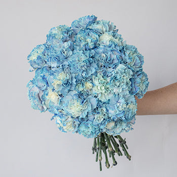 Nymp Blue and White Carnation Flower In a hand