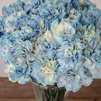 Nymp Blue and White in a vase Close Up