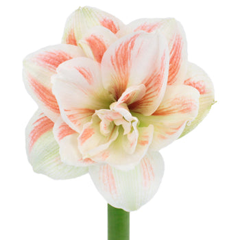Fading Red Amaryllis Flower