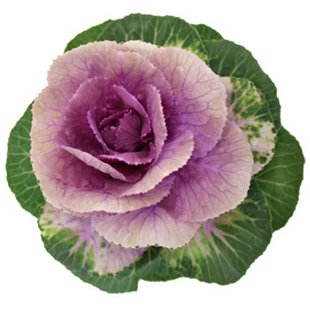 Ombre Purple Kale
