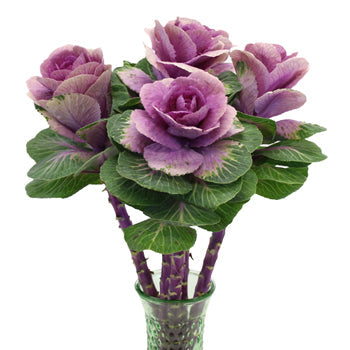 Ombre Purple Kale