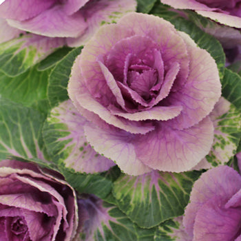 Ombre Purple Kale