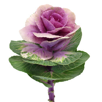 Ombre Purple Kale