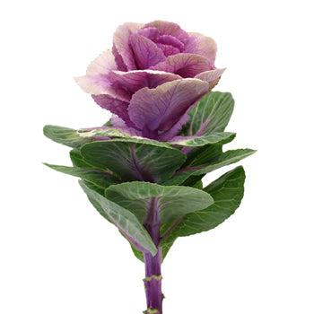Ombre Purple Kale