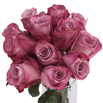 Purpleberry Fresh Cut Rose