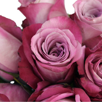 Purpleberry Fresh Cut Rose