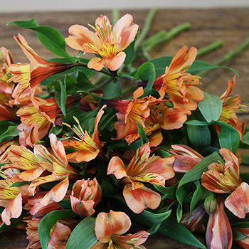 Orange alstroemeria Wholesale Bunch on Table