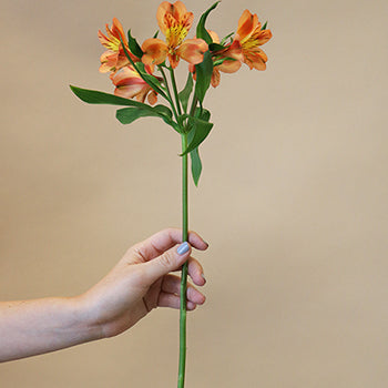 Orange alstroemeria Wholesale Flower Stem