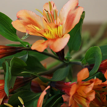 Orange alstroemeria Wholesale Flower Upclose