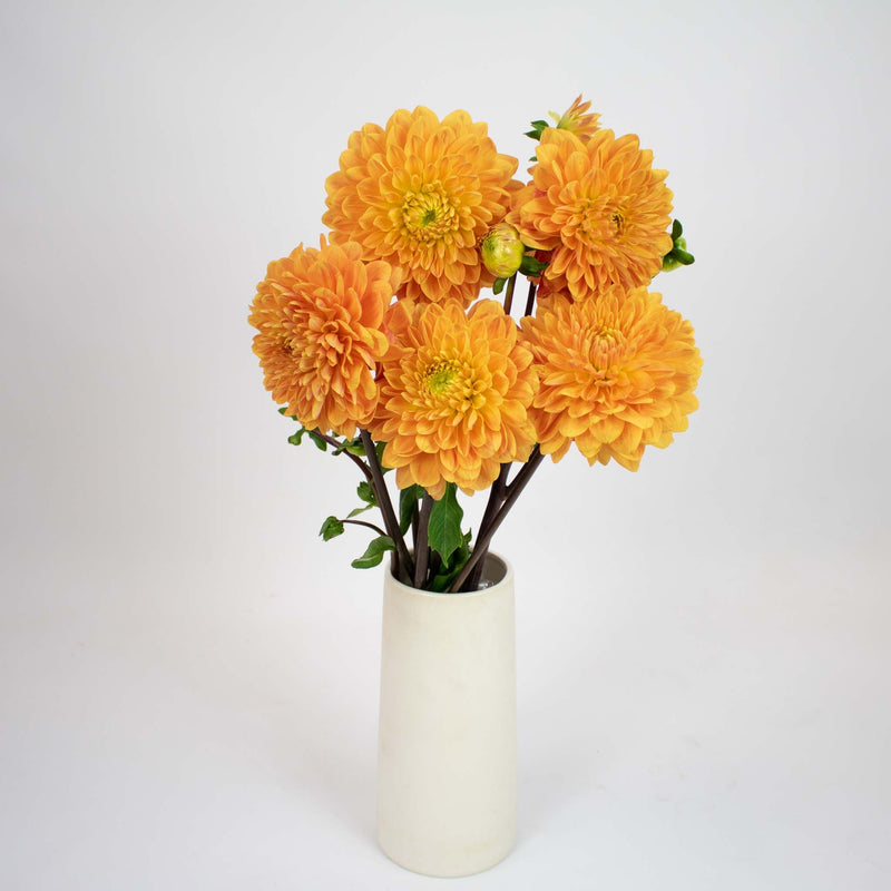 Orange Bulk Dahlias Flower Bunch in Vase
