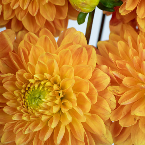 Orange Bulk Dahlias