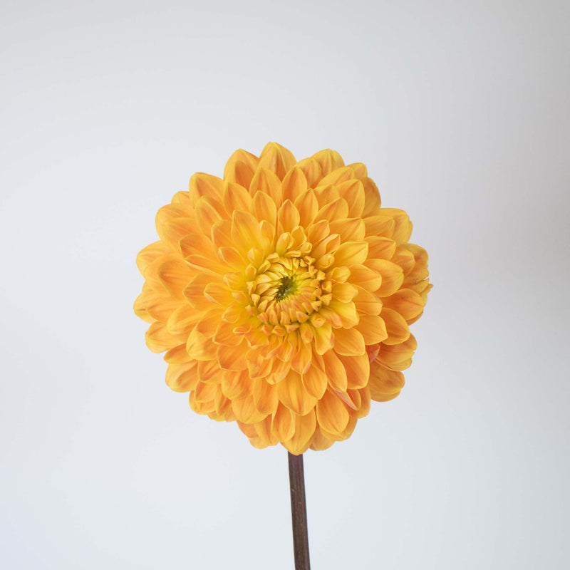 Orange Bulk Dahlias Flower Stem