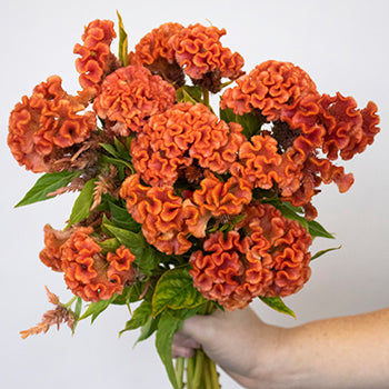 Celosia Orange Fresh Flower