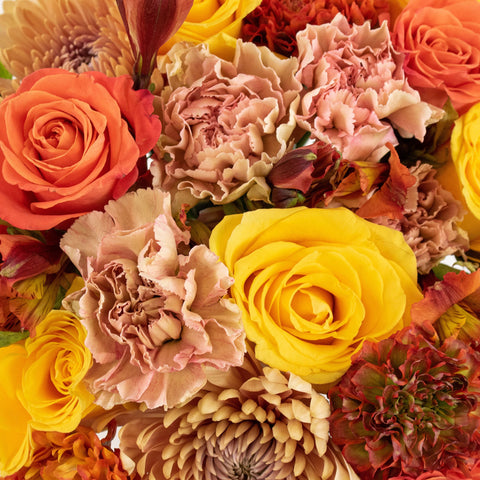 Orange Crush Rose Flower in Hand