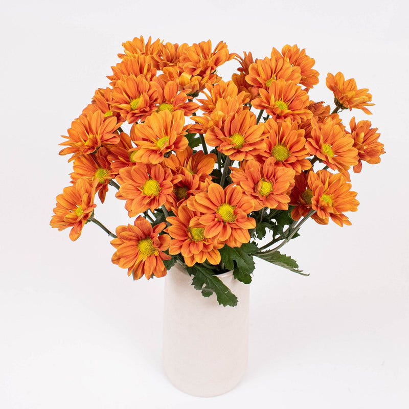 Bright Orange Daisy Flowers in Vase