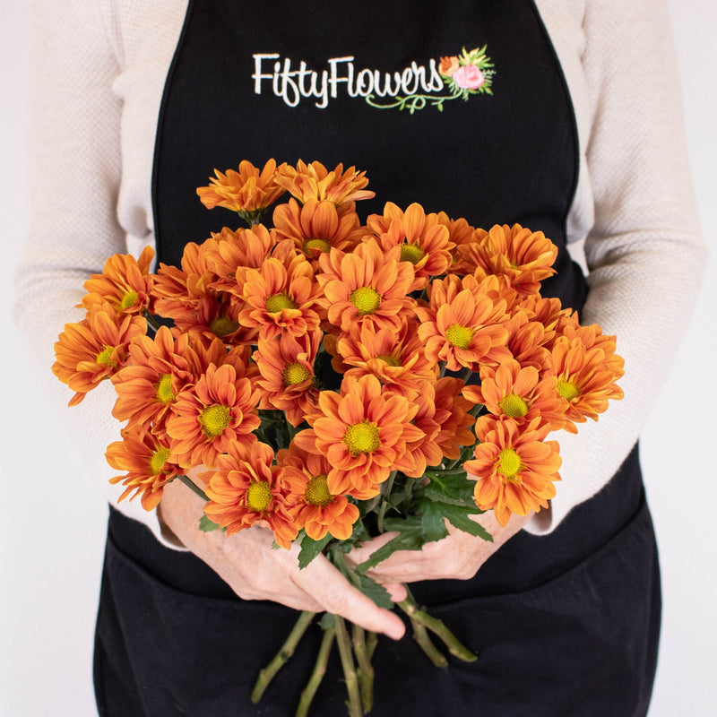 Bright Orange Daisy Flowers in Hands