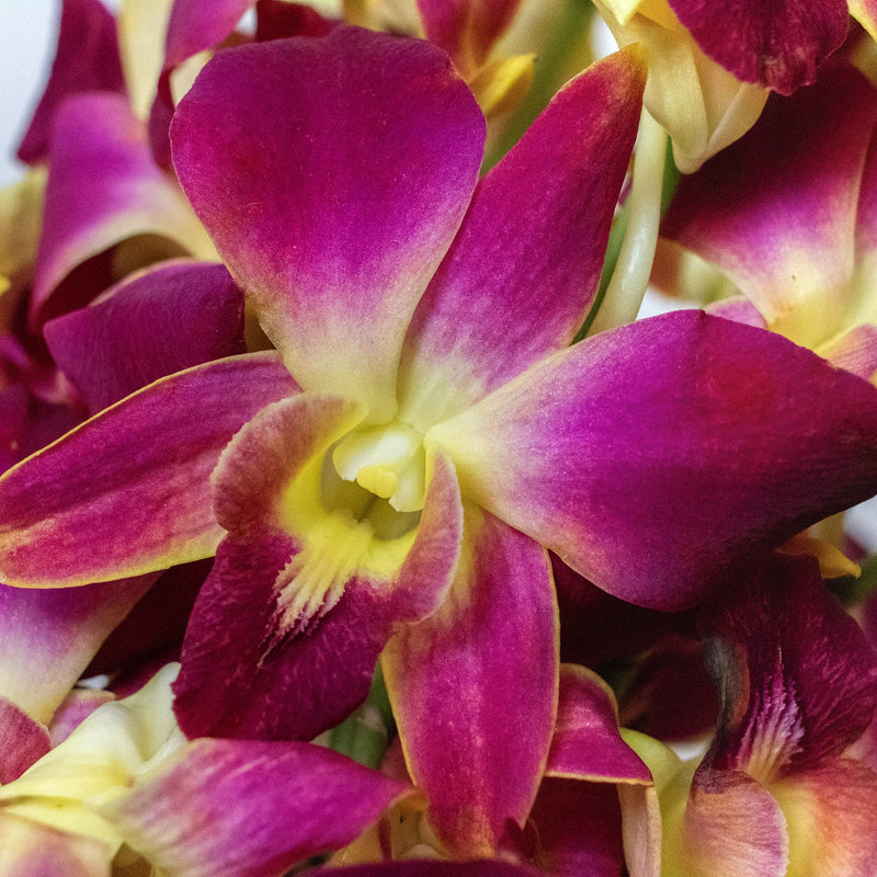 Orchids Orange Wholesale Flower Up Close