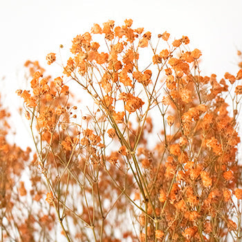 Dried Baby's Breath Orange Flower