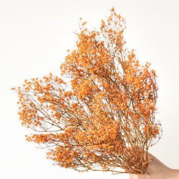 Dried Baby's Breath Orange Flower