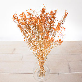 Dried Baby's Breath Orange Flower