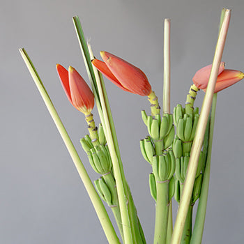 Orange Musa Banana Flower