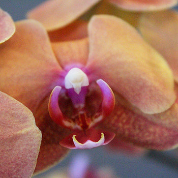 Phalaenopsis Pale Orange Orchid Flowers