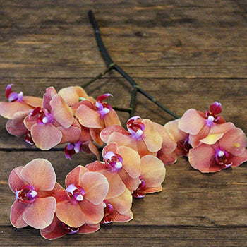 Phalaenopsis Pale Orange Orchid Flowers