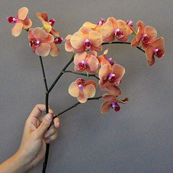 Phalaenopsis Pale Orange Orchid Flowers